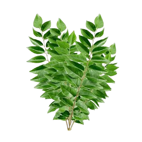 Curry Leaves OrgFarm curry-leaves-orgfarm