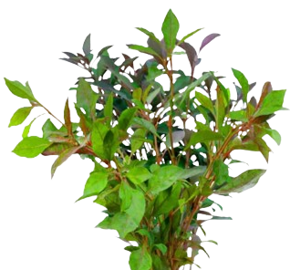 Dwarf Copper Leaves – Red - பொன்னாங்கண்ணி கீரை சிவப்பு