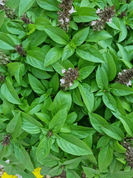 Basil Leaves - திருநீற்றுப்பச்சிலை